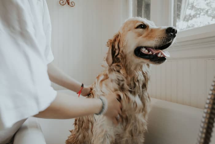 Golden Retrievers are well known for their luscious coats...but all that fur takes work to maintain!