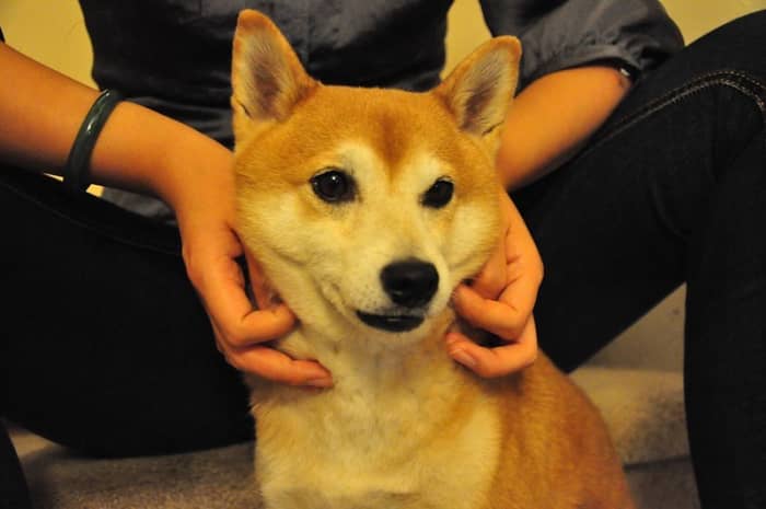 You are the most important thing in your dogs life so a massage will often help in anxious situations.