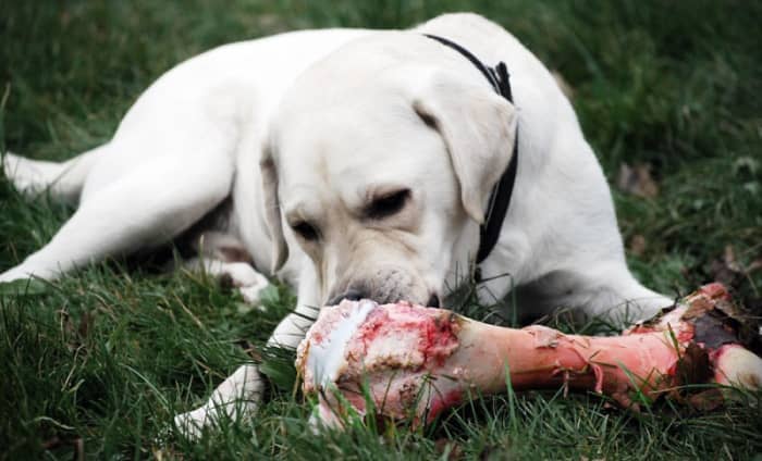 Not all dogs will accept comfort food when stressed but it is the best first thing to try.