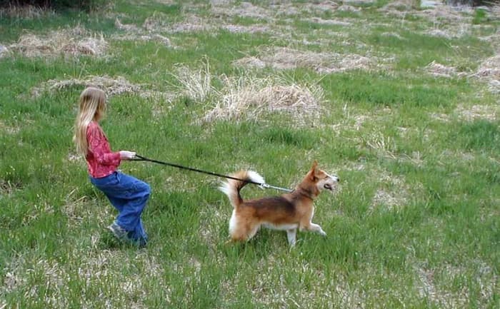 A long walk in a quiet area will often calm an anxious dog.