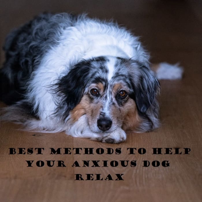 Anxious dogs have more have health problems and do not live as long.