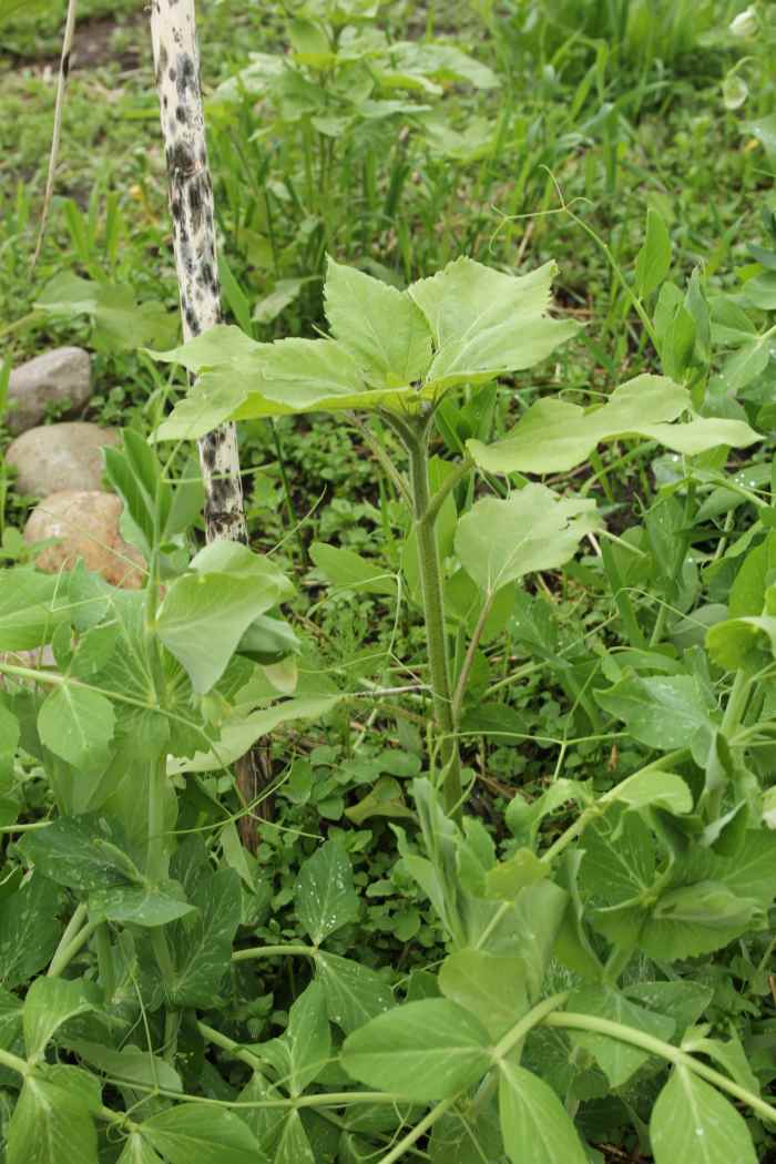 5 Best Ways How to Grow Peas Without a Trellis Dengarden