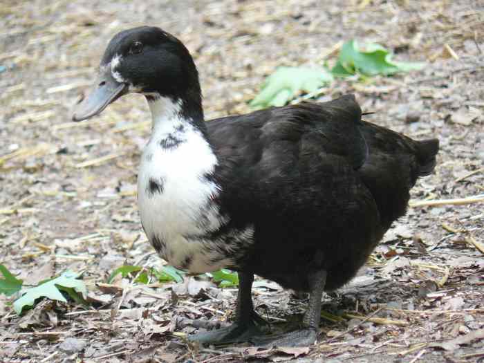 Best Pet Ducks For Beginners PetHelpful