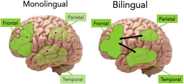 An illustration of two aging brains: one is monolingual and another one is bilingual. Bilinguals show more connectivity of frontal lobe with temporal and parietal lobes.