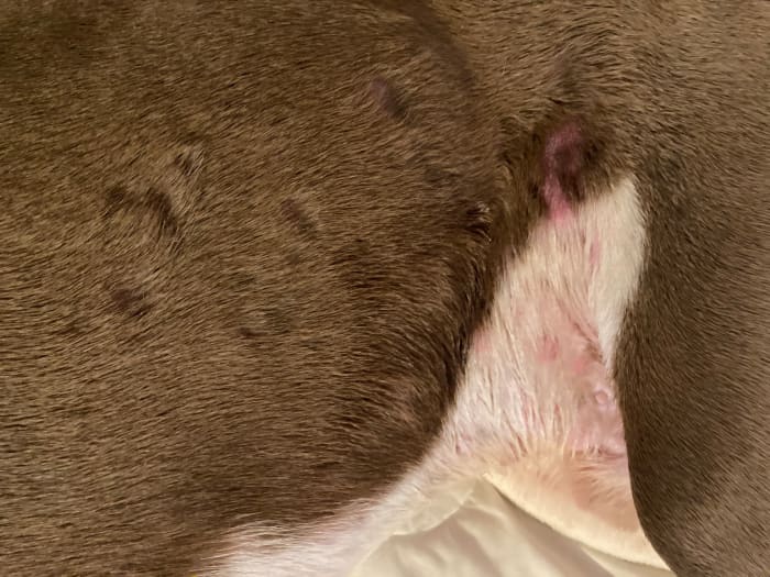 The sudden appearance of bald patches on your dog can be caused by several different issues. Learn what they are and how to deal with them.
