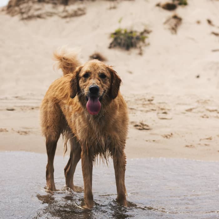 Consistently wet fur can be a problem, especially for Golden Retrievers, who are already prone to skin issues.
