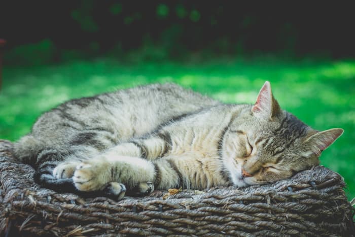 I know the saying is to sleep like a baby, but I'd rather sleep like a cat. They just look like they're always having the best sleep ever.