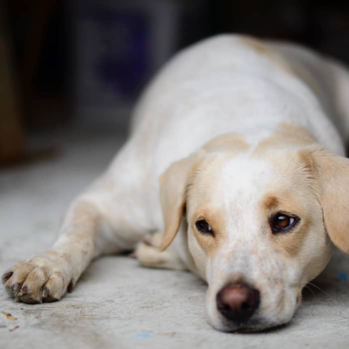 While at-home treatment for canine pyoderma can be helpful in mild cases, these types of skin infections should not be taken lightly.