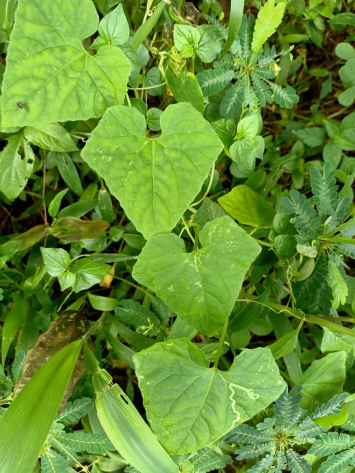 Wild Edible Leaves of the Tropics - HubPages