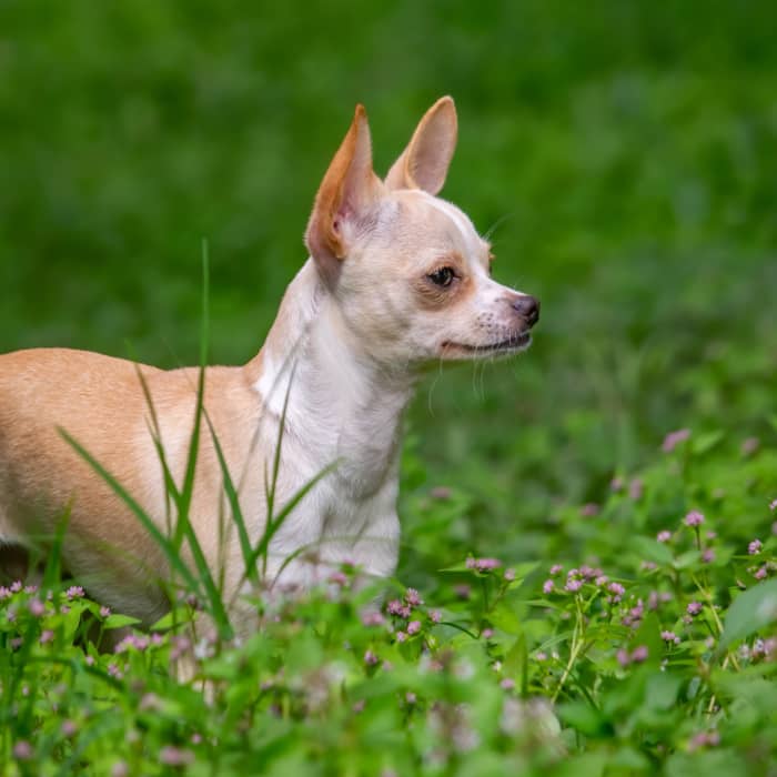 why-is-my-dog-acting-weird-when-in-heat-not-eating-or-sleeping