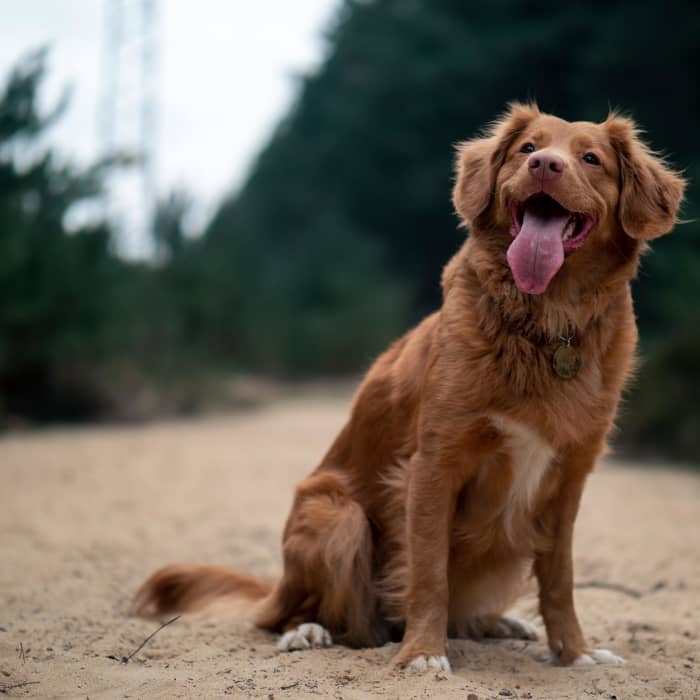 From watching for physical changes to getting tests done at the vet, here are a few ways to tell if your dog is pregnant.