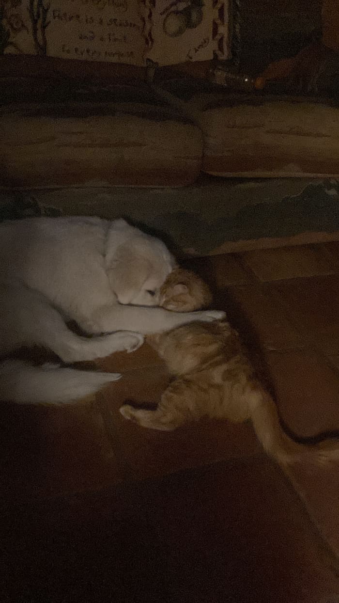 Flower is best friends with our house cat, because they grew up together. Both pets love their food at mealtimes now.