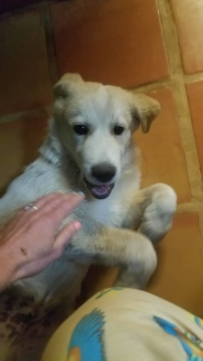 My mom's puppy, Baby, got really lethargic and stopped wanting to eat his food at mealtimes.