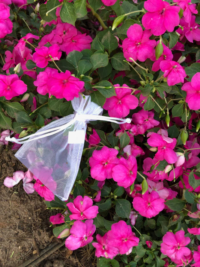 Here I used a lightweight organza bag to collect seeds from this impatien plant.