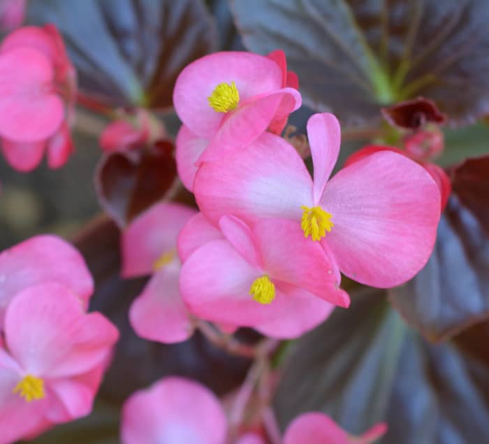 This pink variety is one of my favorites, and it performs very well in my shade garden.