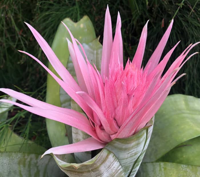This pink bromeliad is one of the most beautiful and prolific of the group – at least according to my experience with them.