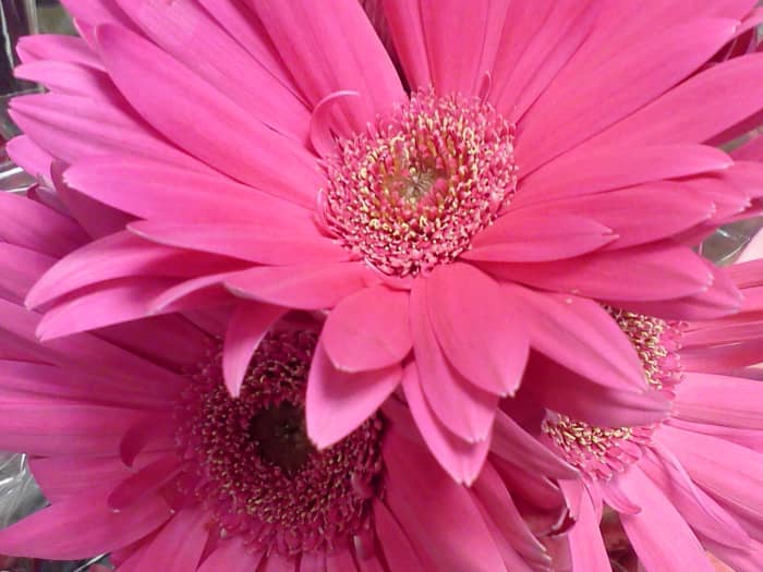 All Gerbera Daisies are beautiful, but this their bright colors really brighten up a darker shady area. These beauties can take morning sun, however.