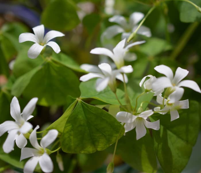 In Zones 8b and 9a, shamrocks stay pretty all year, except for times of severe drought or a very hard freeze.