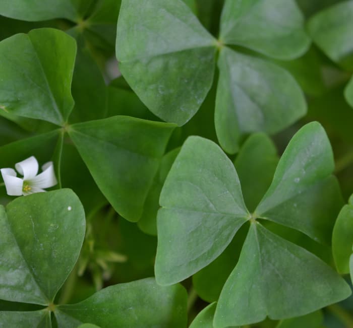 The leaves of Shamrocks are pretty on their own, but the flowers come and go regularly, year ‘round in warm climates.