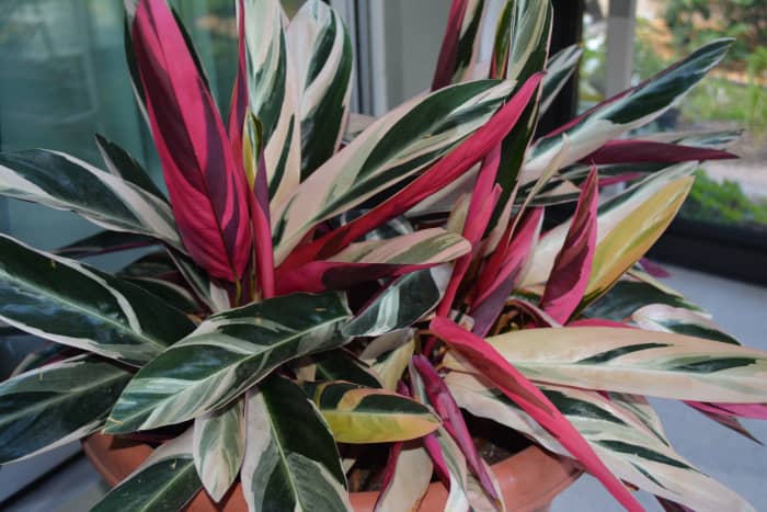 This red, cream, and green cultivar is seen less often, but is readily available at many garden centers.