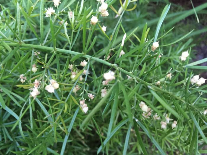 A blooming asparagus "fern" I grew at our former home in central Florida. I removed it when its offspring began coming up all over the yard.