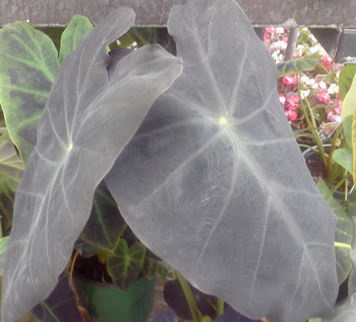 This one is Colocasia esculenta. I do not have enough shade for another one, so I snapped this photo at a local garden center.