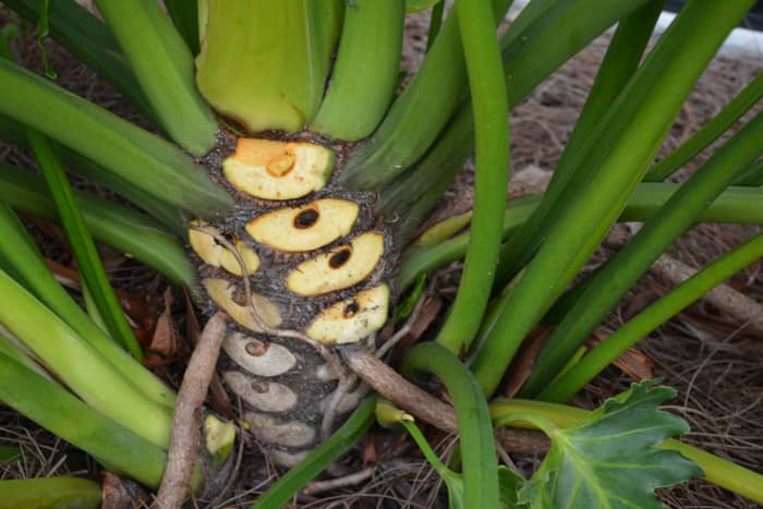 The spent leaves will break off easily. Here you can also see the aerial roots that will reach into the ground. In a warm climate, they will lay on top of the soil.