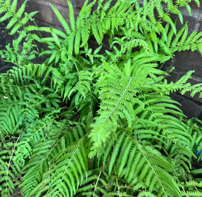 This wild fern, whose name I do not know, came up under the outdoor faucet on the back of our house. I thought it was pretty, but watched to see if it would become invasive. It did not, so both it and I are happy.