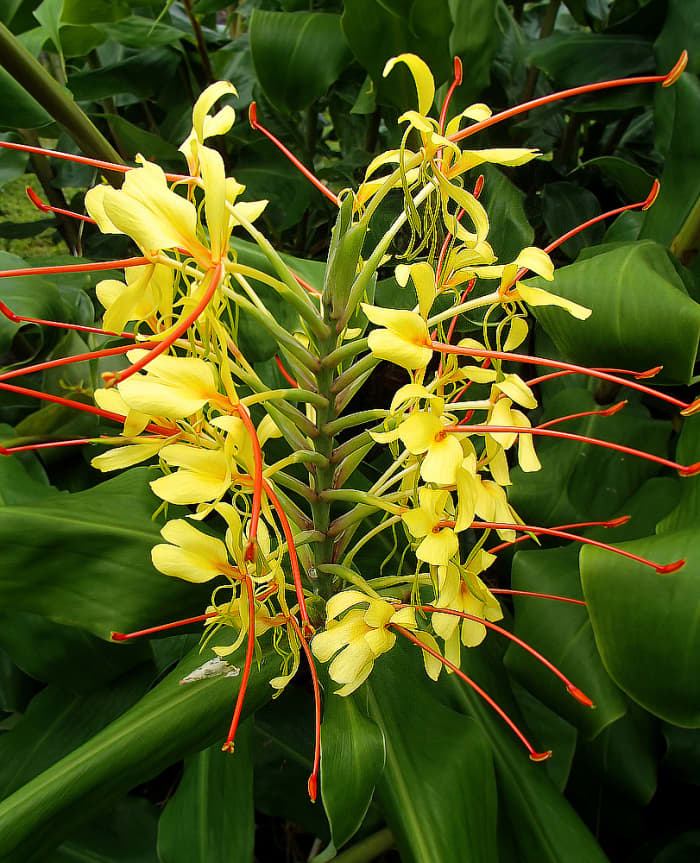 Despite its Hawaiian name, Kahili Ginger is an introduced species, not native to Hawaii.