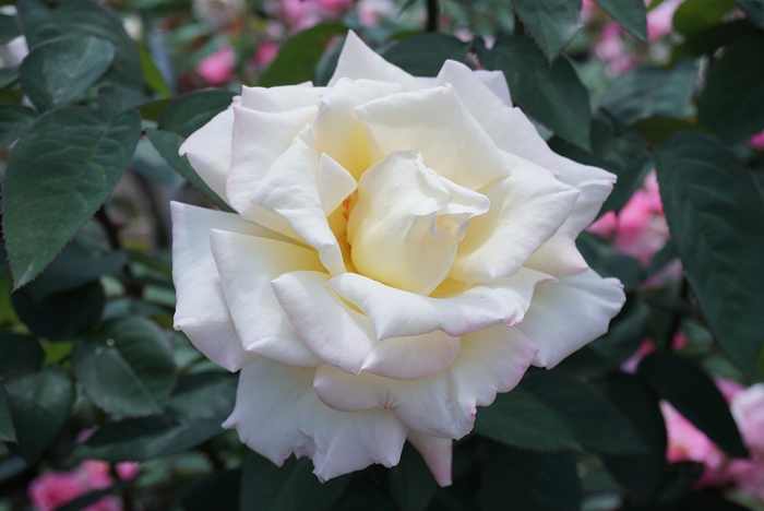 Garden Party Tea Rose