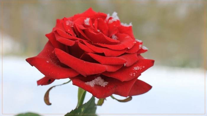 Rosa Queen of the Lakes