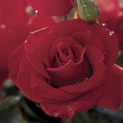 Veterans' Honor Tea Rose