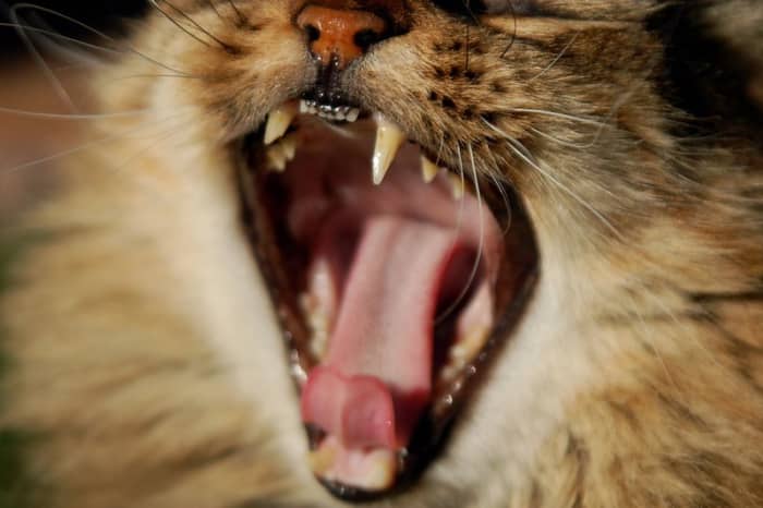 Some cats will have an oral microbiome that will lead to tooth resorption and gum diseases.