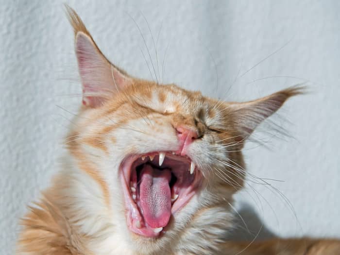 Should I Have My Cat's Oral Microbiome Tested? - PetHelpful