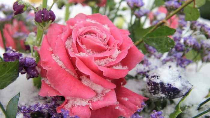 Curly Pink Hybrid Tea Rose