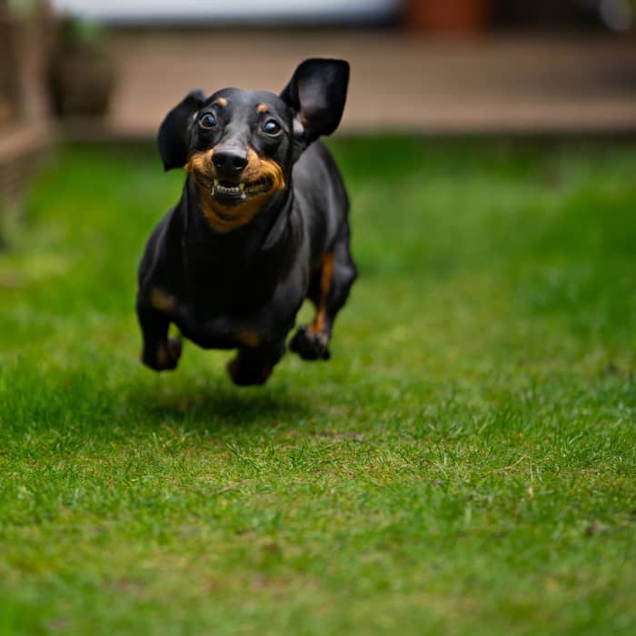 Seasonal allergies are extremely common in dogs, and while they can be a little tricky to deal with, they are treatable.