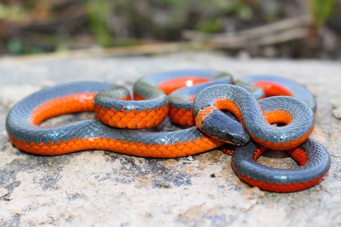 The Top 10 Most Beautiful Snakes In The World - Owlcation