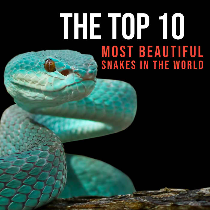 The Top 10 Most Beautiful Snakes In The World - Owlcation