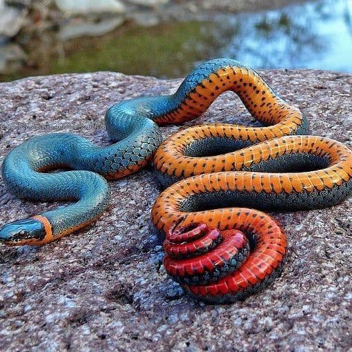 The Top 10 Most Beautiful Snakes in the World - Owlcation