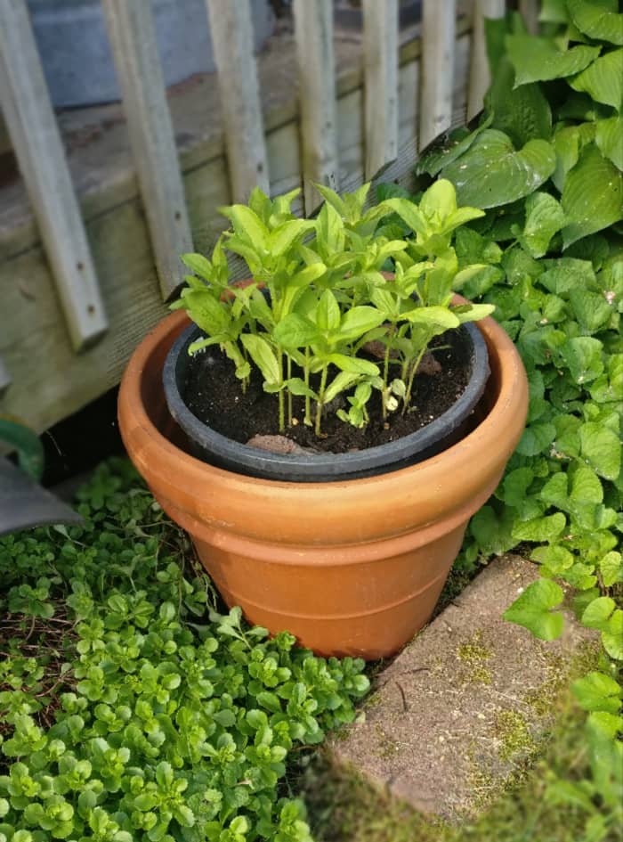 Giant Zinnias, okay any Zinnias, are a favorite annual. If Dahlias were less maintenance in my 6b zone, they might take a backseat to those. But they are safe as a favorite as long as I live here.