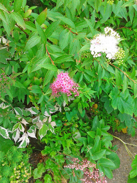 Cornus (green and white leaves on left), Spirea (pink and white flowered shrub) and Heuchera at the bottom, centre)