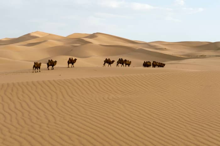 A herd of Bactrian camels in the Hongoryn Els sand dunes in the Gobi Desert, Gobi Gurvansaikhan National Park in southern Mongolia