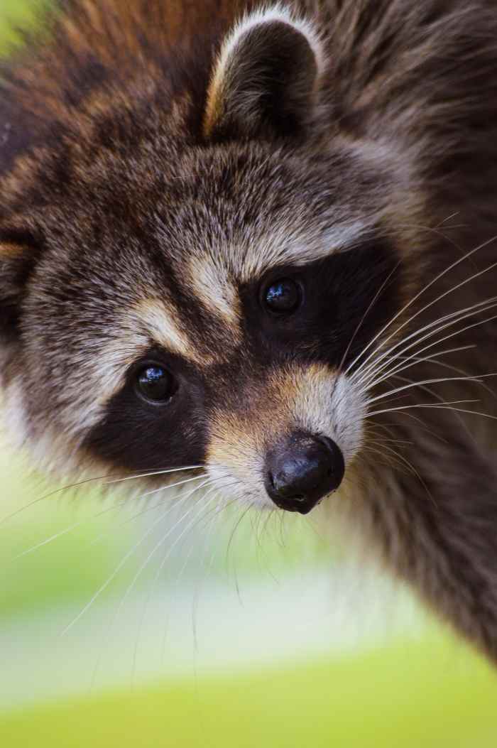 200+ Cute Raccoon Names & Ideas HubPages