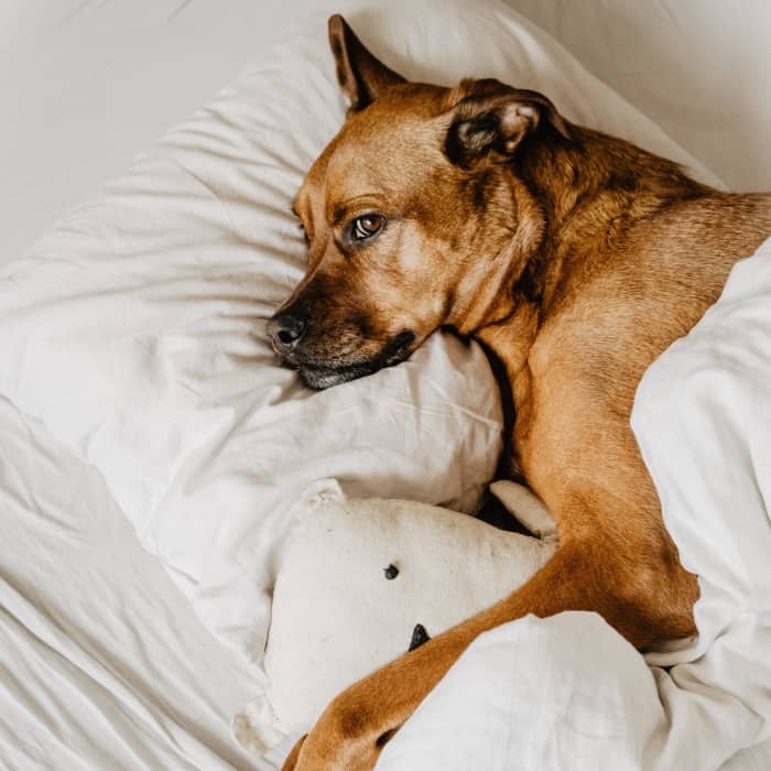 Chronic yeast infections can quickly make your dog miserable. Luckily, there are good home remedies available.