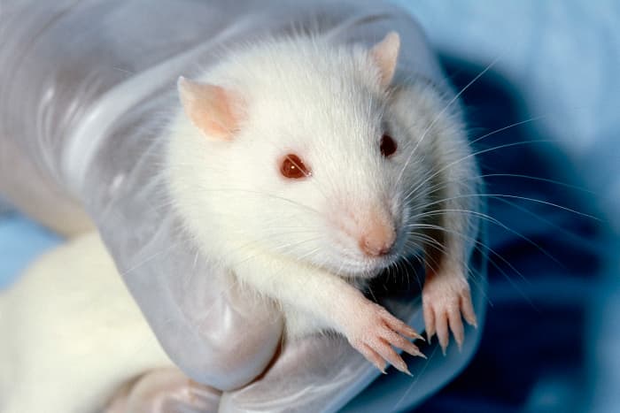 Scientists have long debated ethical issues in psychology research and animal experimentation.