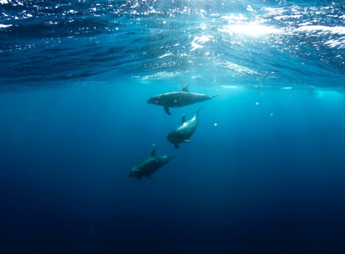 With the population of dolphins dropping, researchers are trying to figure out their biggest threats.