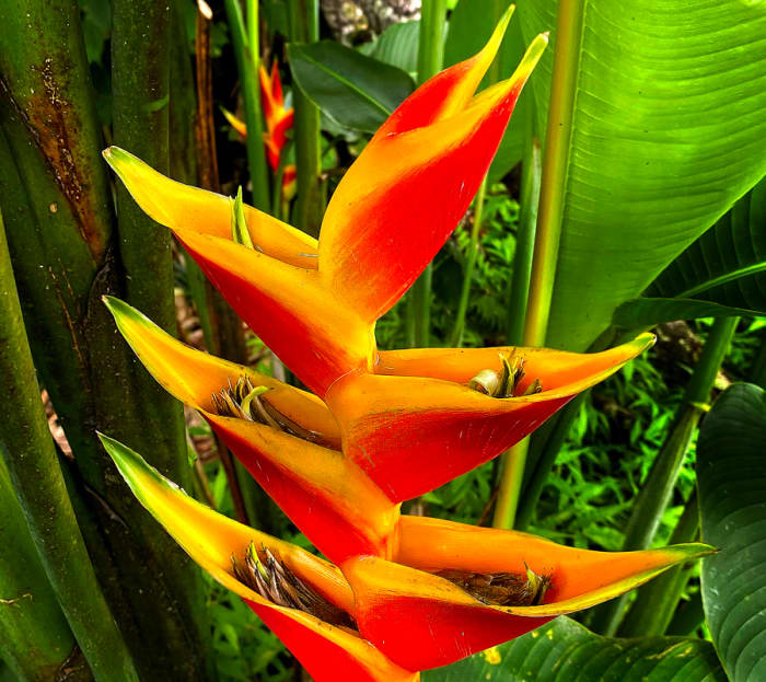 Small, unimpressive flowers can be seen inside the bracts of this Heliconia bihai variety.