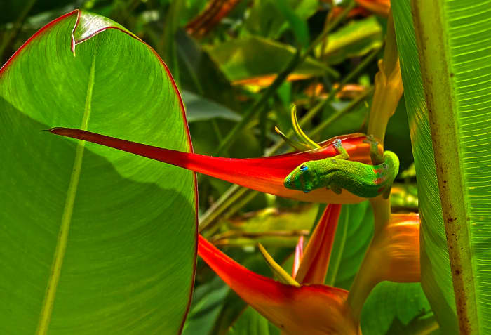Gold dust green gecko - commonly seen in Hawaii - is a big fan of the sweet heliconia nectar!