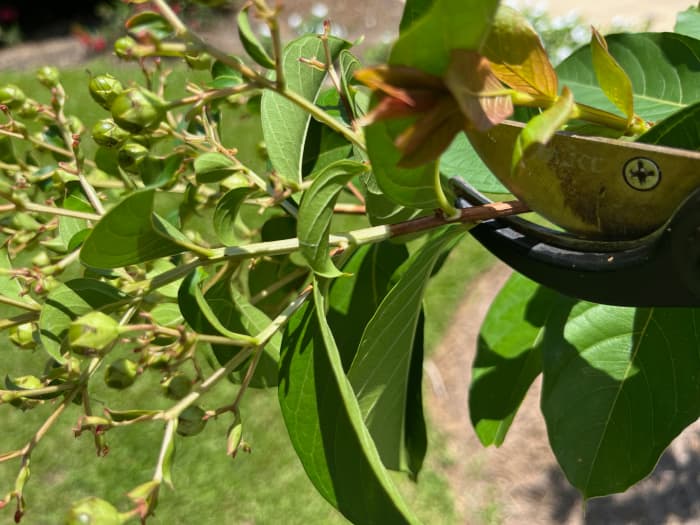 Here's a look at where to cut -- just above the first leaf below the flower cluster.