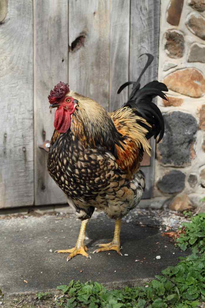 200+ Cute Rooster Names & Ideas HubPages